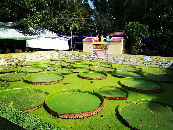 Check in with super giant lotus leaves - Phuoc Kien Pagoda