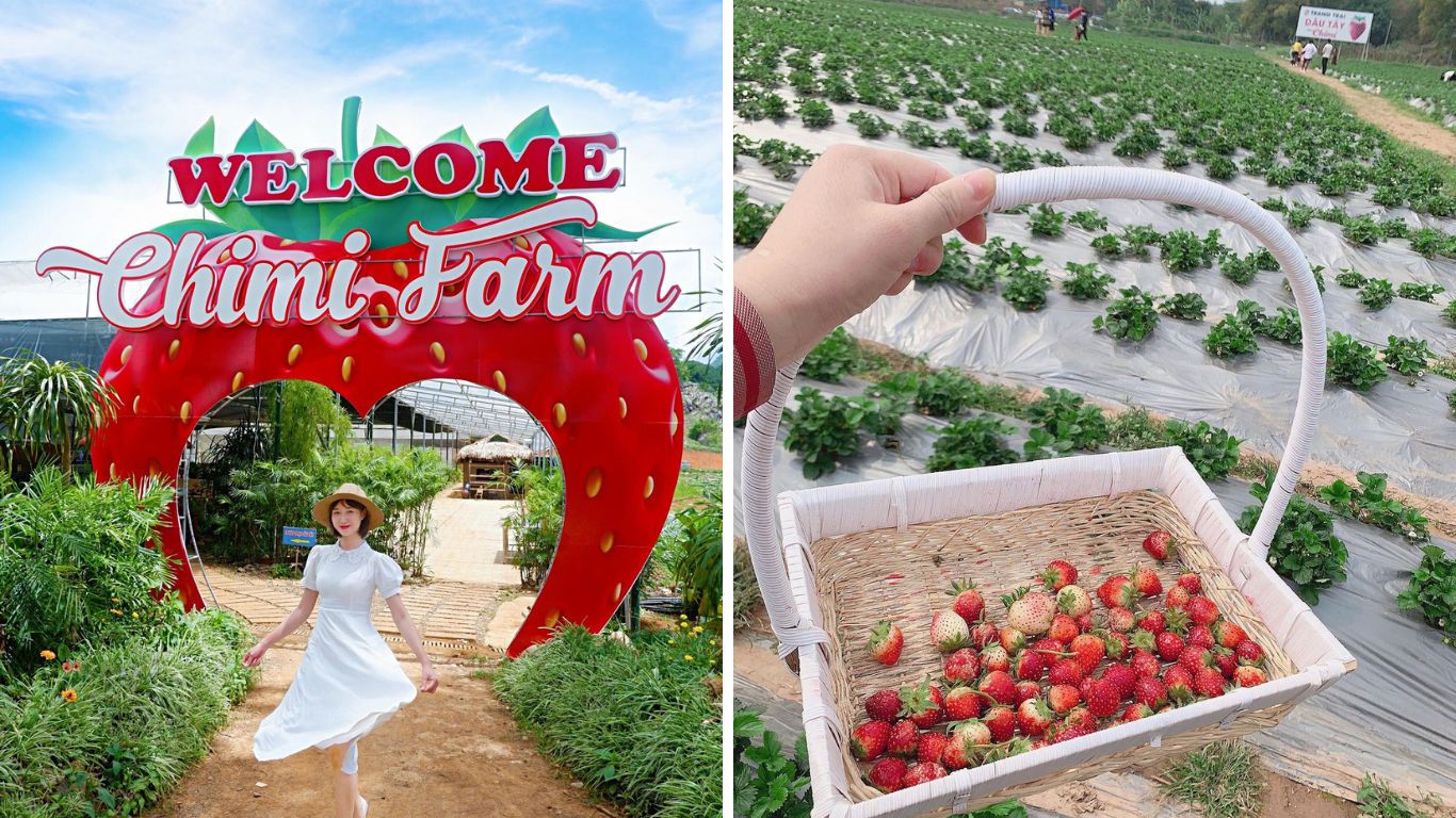 Một ngày thư giãn và khám phá tại nông trại dâu tây Chimi Farm