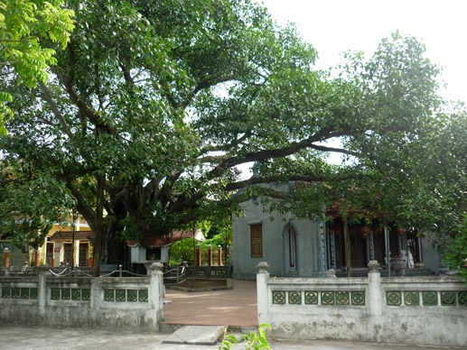 榕树和拉天寺