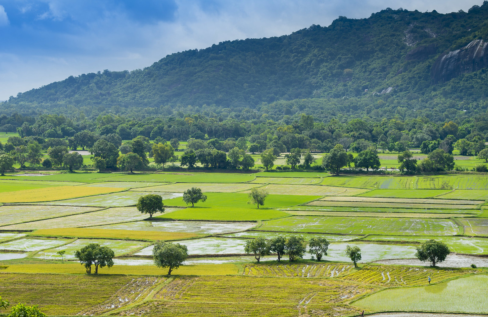 Cánh đồng Tà Pạ