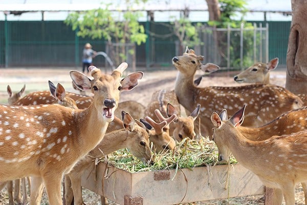 私のクイン動物園