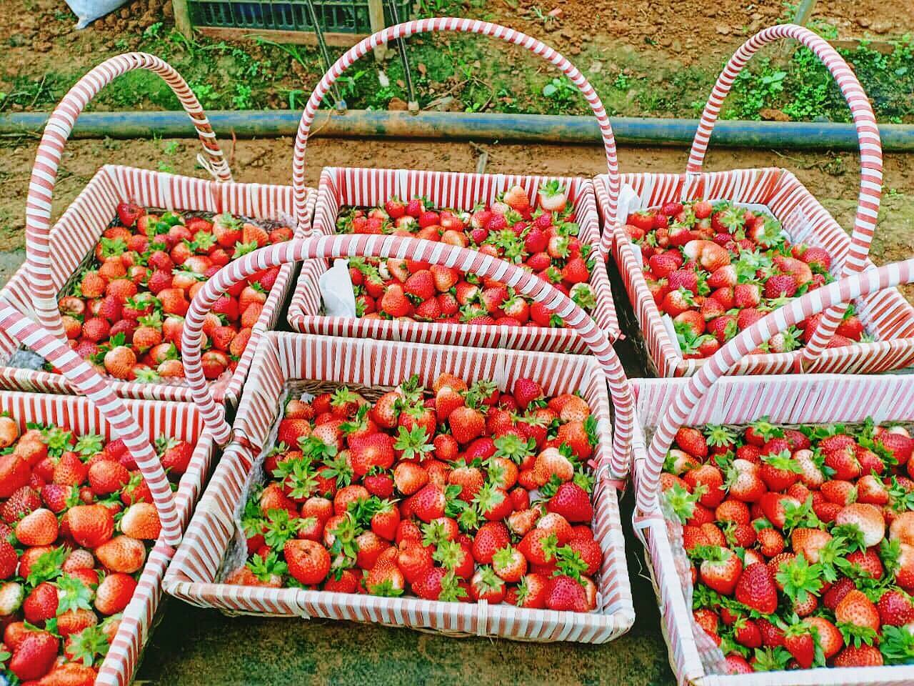 Chimi Farm木州草莓园