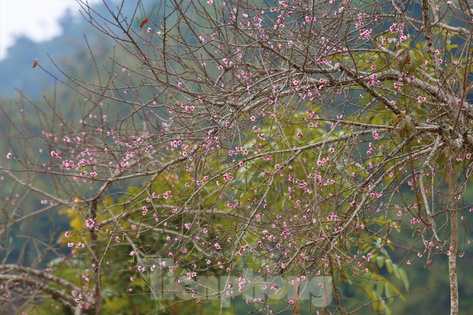 White flowers bloom in the sky in Muong Long.