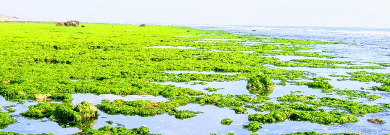 Green moss beach in Tu Thien village