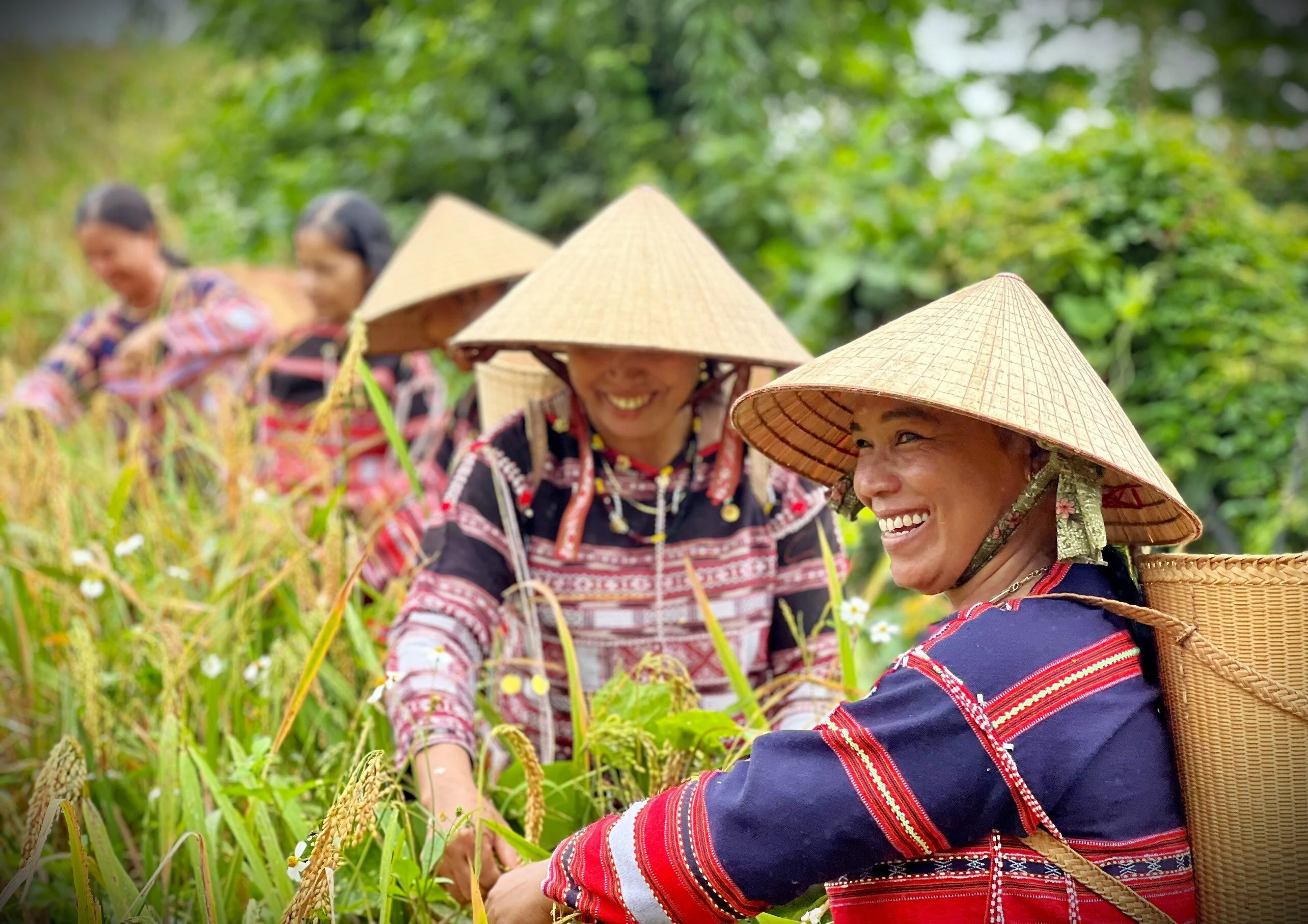 Đặc sắc lễ mừng lúa mới ngày cuối năm của người Ba Na ở Bình Định