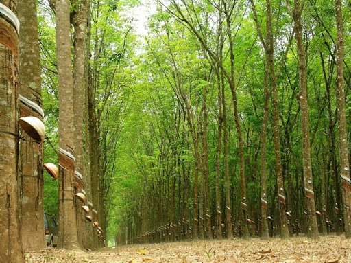 平福不仅以大象瀑布等诗意旅游胜地而闻名，而且还拥有许多广阔的橡胶林，其中最著名的是布当橡胶林。