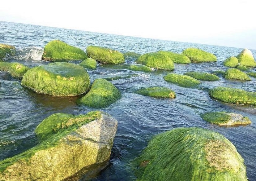 Explore Xom Ro - The most unique green moss rock village in Phu Yen.