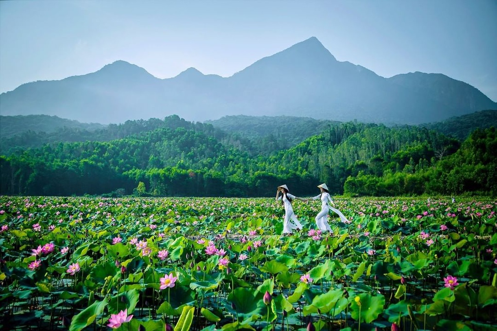 Brilliant lotus season in Tra Ly field in Quang