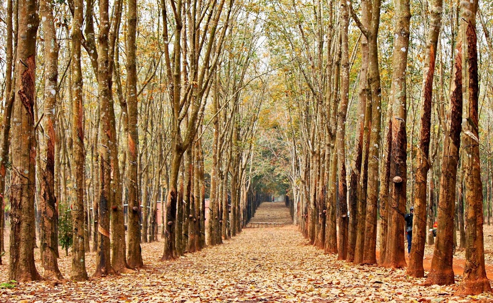 Bu Dang rubber forest