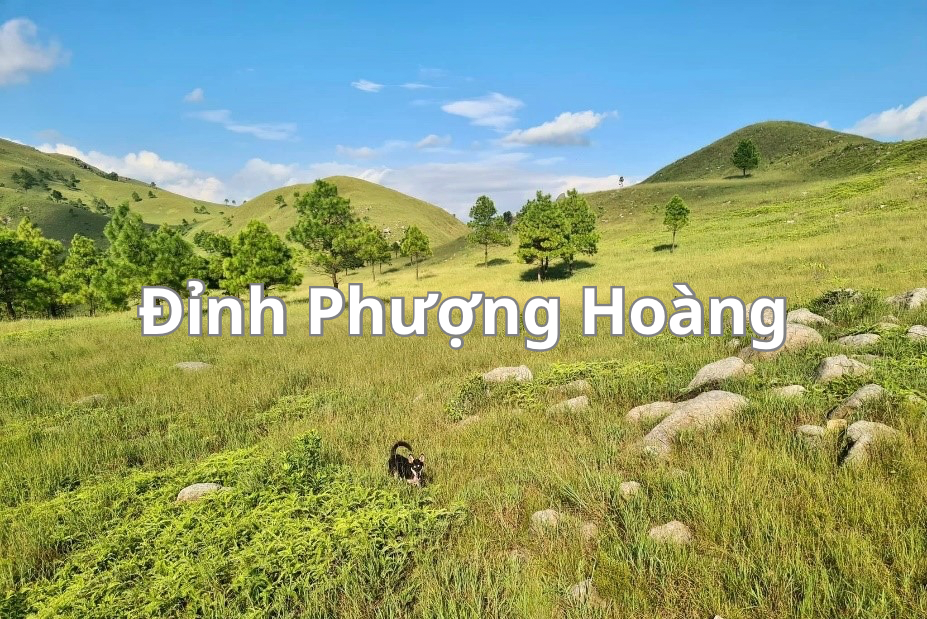 Đỉnh Phượng Hoàng - sự lãng mạn của cây cỏ