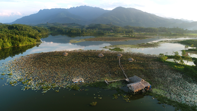 Van Hoi lotus pond