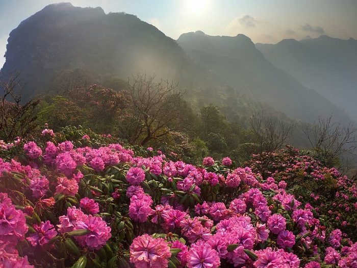 莱州大岭山杜鹃花盛开的季节，风景如画。