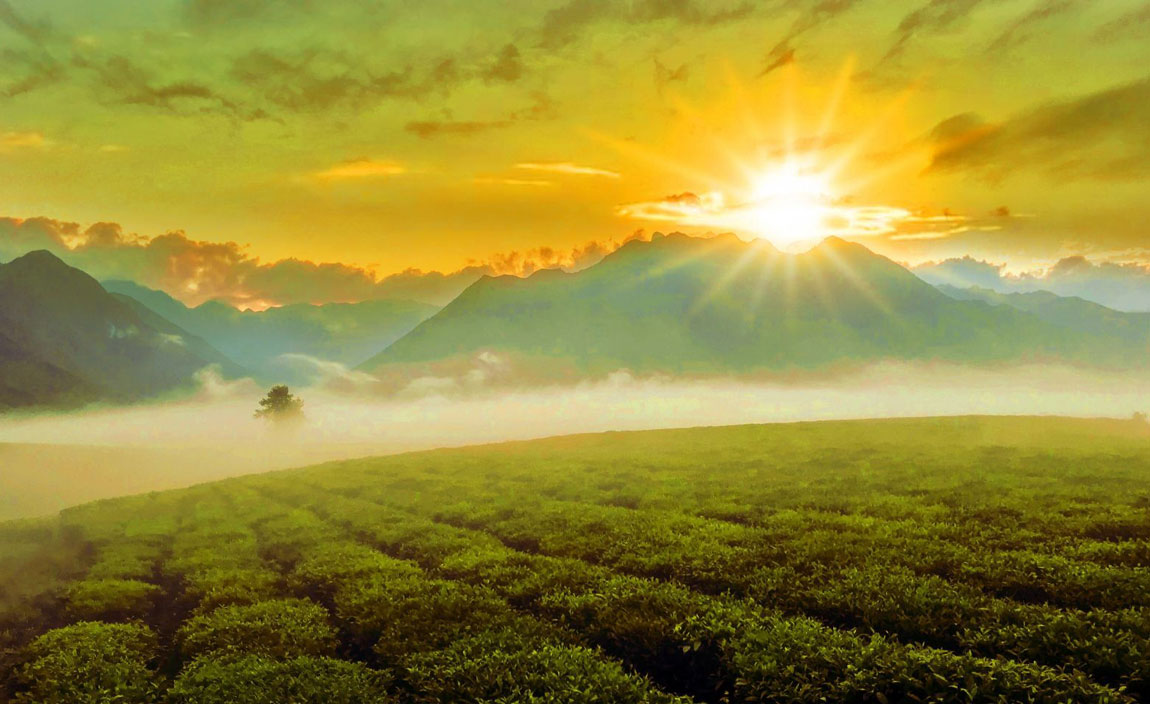 清晨，游人可观赏古茶山间云雾缭绕。