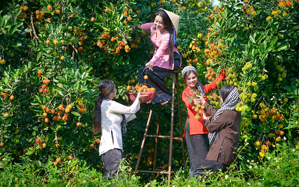 9 Hong fruit garden