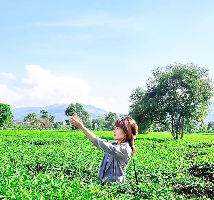 Virtual living in Gia Nghia tea hill is a wonderful experience for anyone because you will not only be immersed in the lush green space.