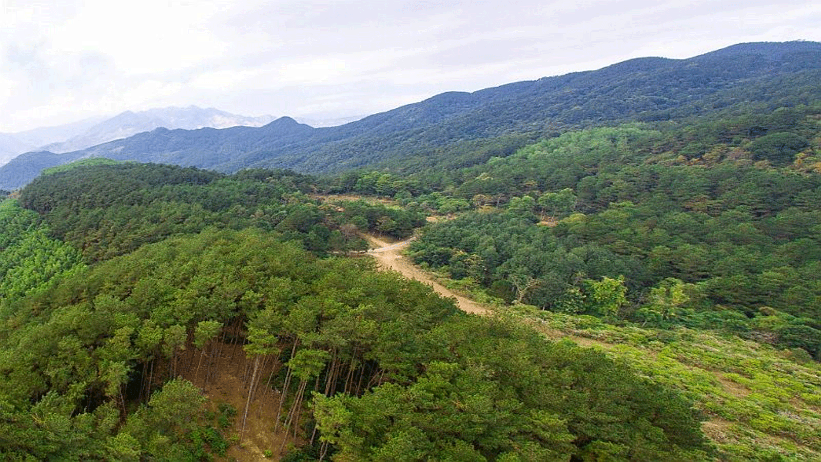 Rừng thông Noong Cốp.