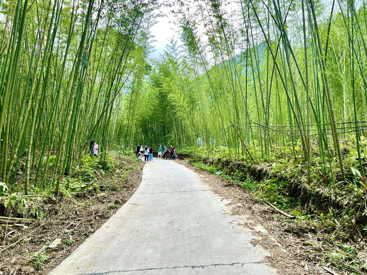 プラウ島の竹林。