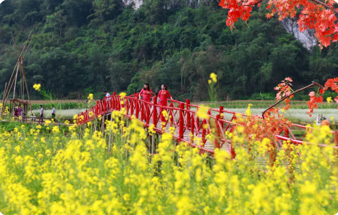 Bac Son Valley canola flower blooming season