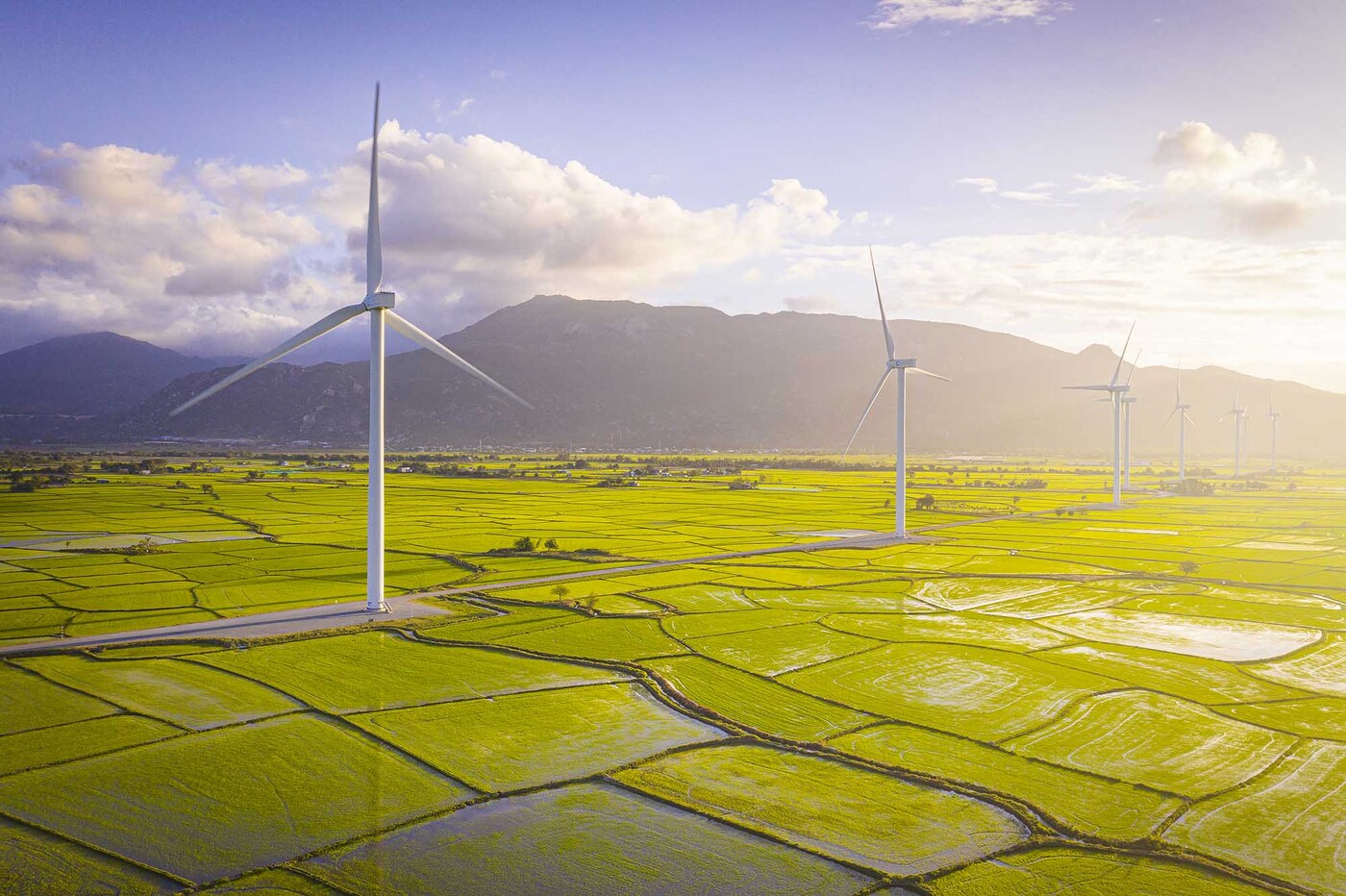 Image of Dam Nai wind power field in young rice season like a green picture of creation that nature bestows on Ninh Thuan land and sky