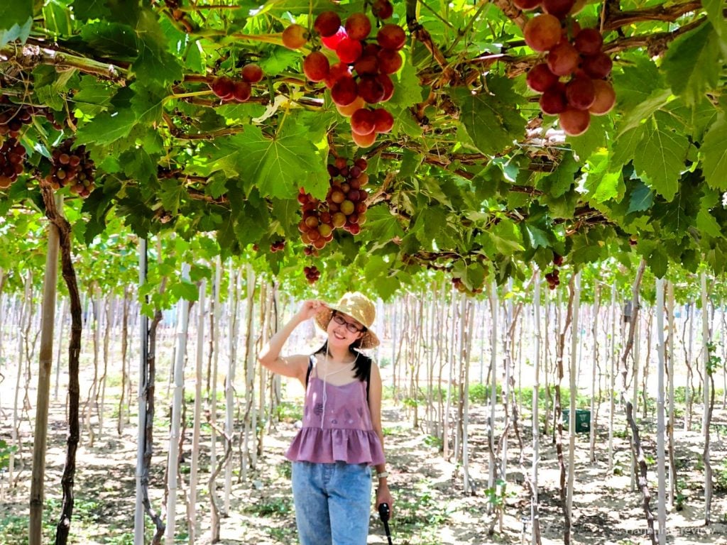 Thai An vineyard