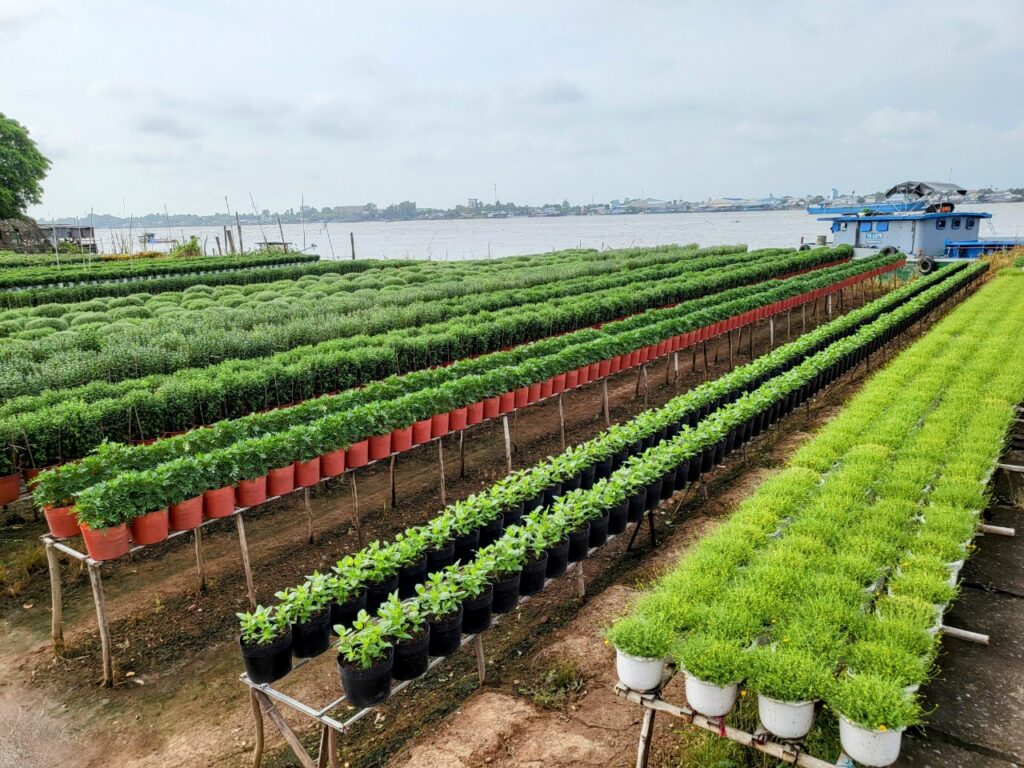 由于这里主要种植春节花卉，所以每一种花的颜色都绚丽多彩，充满生机。