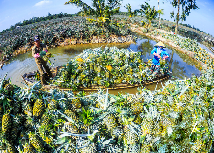 Cau Duc Pineapple Field