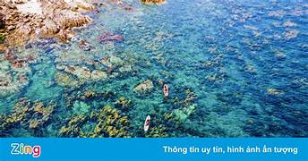 Impressive scenery of the "forest" of seaweed dyed yellow in Hon Kho's sea