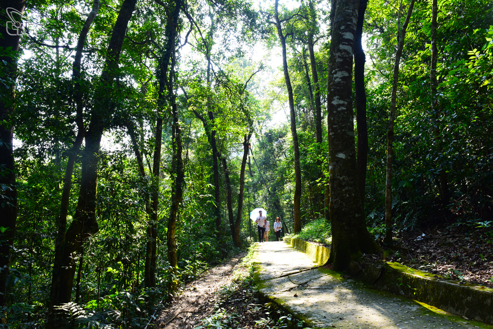 Tran Hung Dao Forest