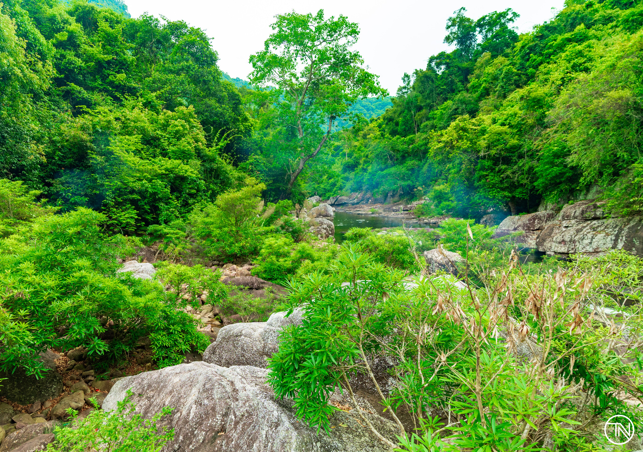 Rừng nguyên sinh Khe Rỗ