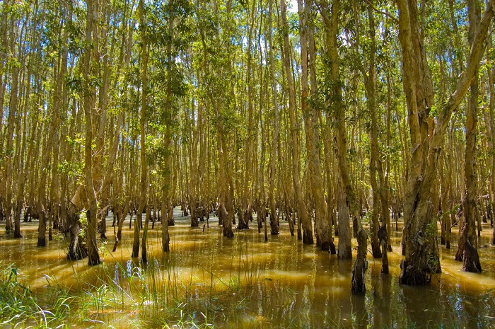 Khu Du lịch Sinh Thái Sông Trẹm