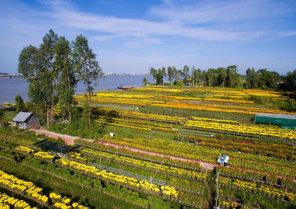 An Thanh花村主要供应龙川市的春节花卉市场