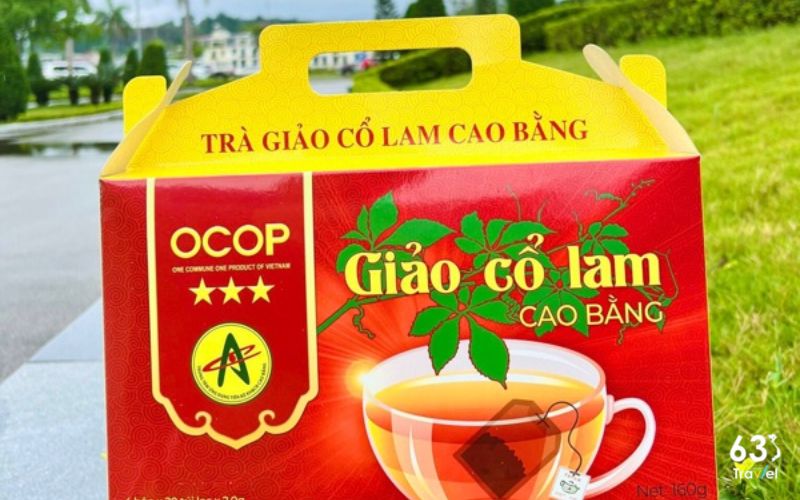 Trà giảo cổ lam ở Cao Bằng