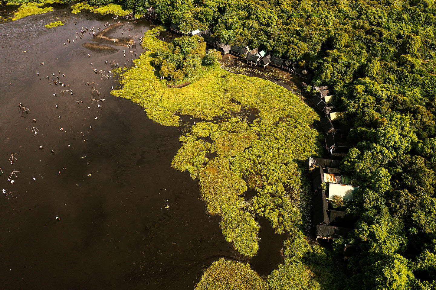 About 5km southeast of National Highway 1A, Tra Loc Tram is a swamp area of ​​about 10 hectares in Hai Xuan commune, Hai Lang district, currently located within the campus of Tra Loc Tram eco-tourism area.