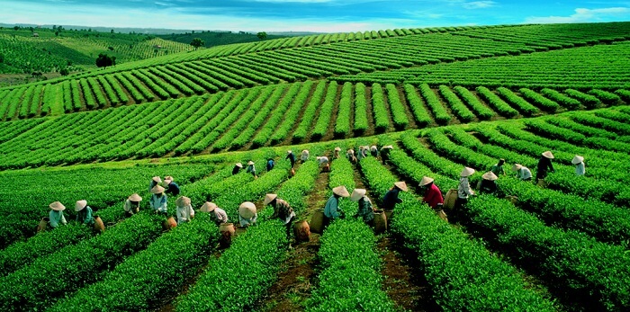 People collect tea in the morning