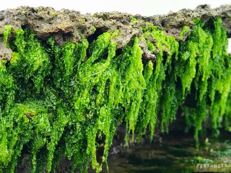 Green moss beach in Tu Thien village