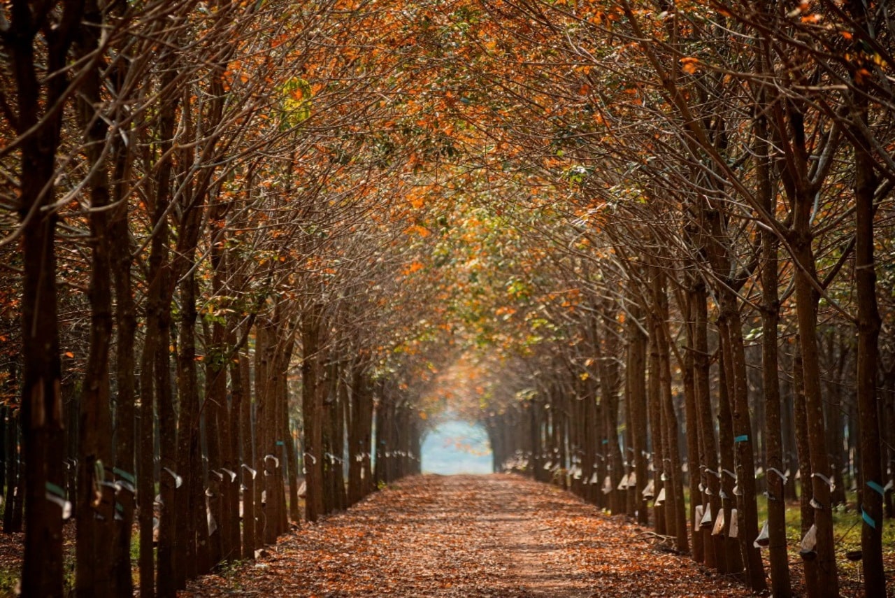 Bu Dang rubber forest