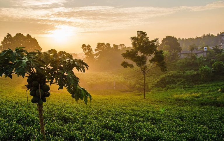 Dawn on Tan Cuong Tea Hill