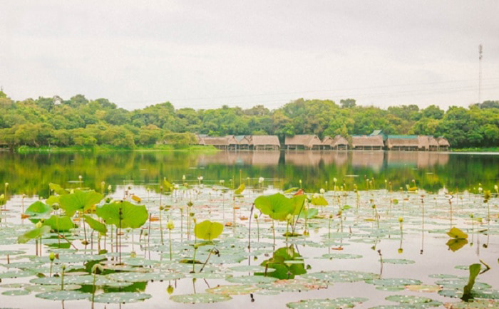 Trằm Trà Lộc