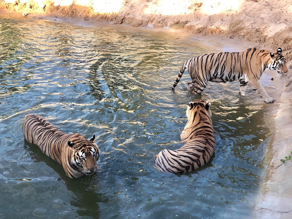 截至目前，Safari 共保存着 900 多只野生动物，如熊、鸵鸟、梅花鹿、骆驼、长臂猿、叶猴……