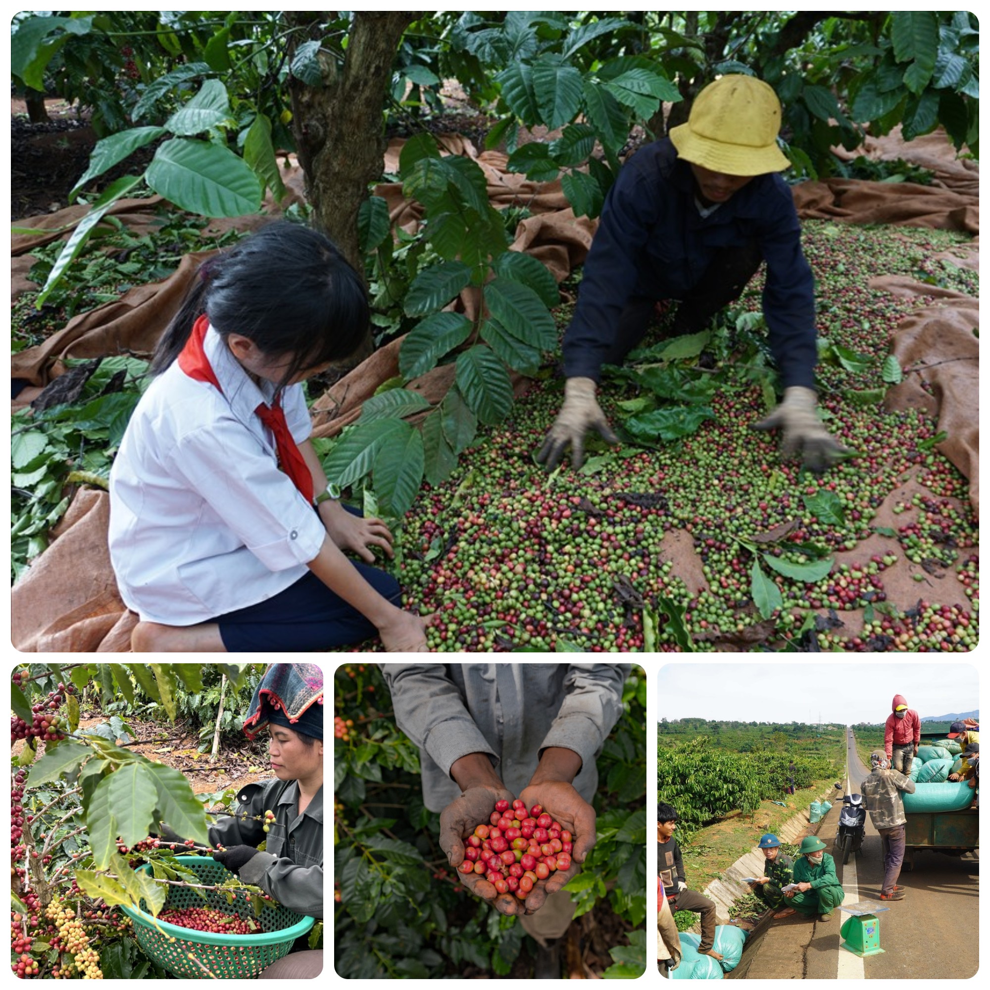 RỘN RÀNG MÙA THU HOẠCH CÀ PHÊ Ở GIA LAI