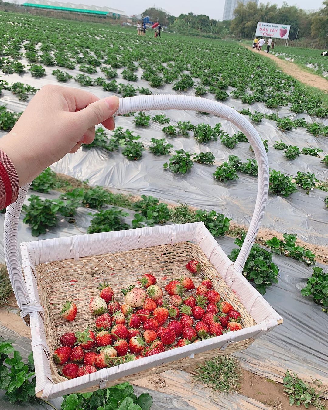 Chimi Farm木州草莓园