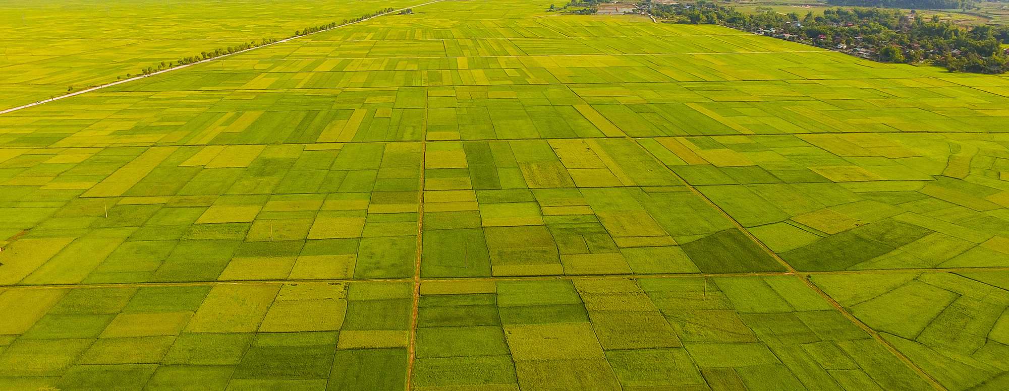 Muong Lo fields