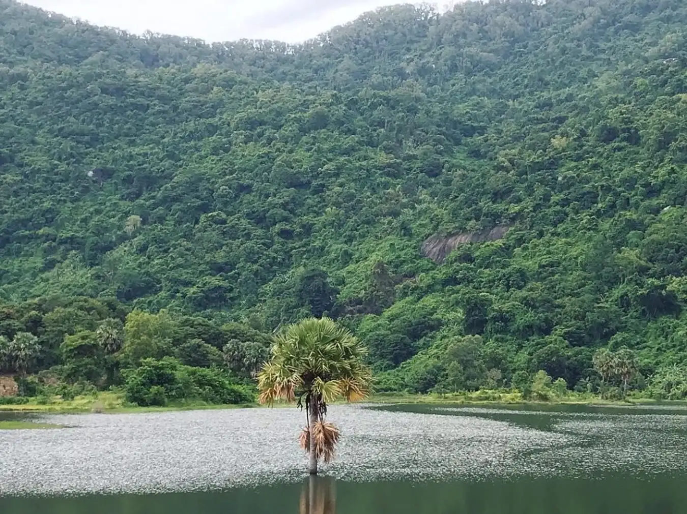 这棵棕榈树孤独地坐落在奥图姆湖中央。