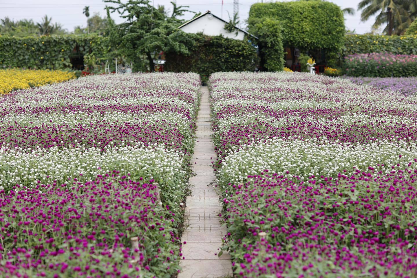 Capturing Stunning Photos at Man Dinh Hong Flower Garden