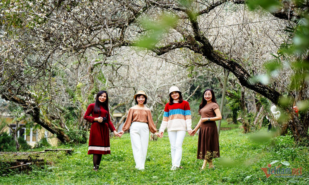 Admire the enchantingly beautiful white apricot flower forest in Cuc Phuong