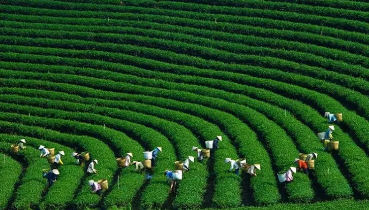 Dong Giang tea hill - Green paradise in the heart of Quang Nam