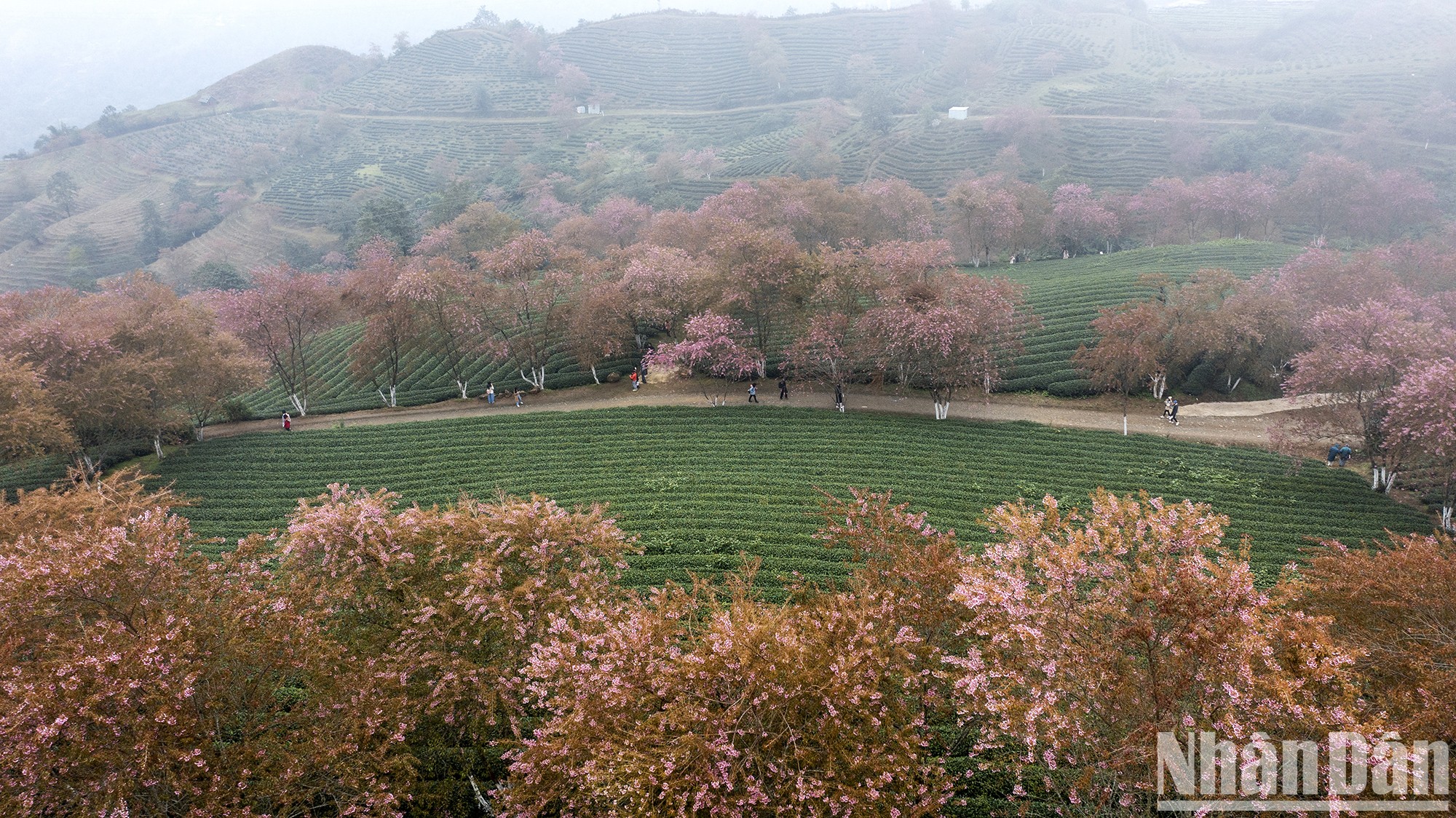 [Photo] The beauty of cherry blossoms hidden in the clouds at O ​​Long tea hill