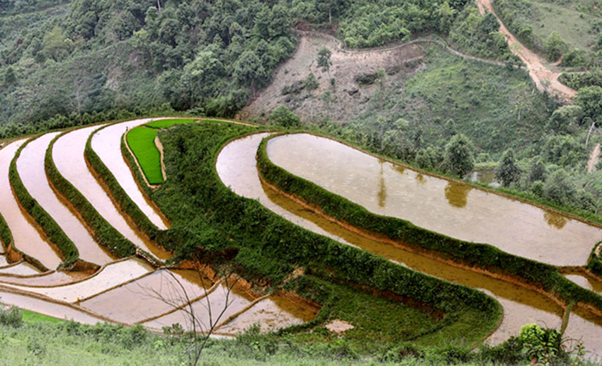 Phong Du Thuong 公社 Khe Tau 村的梯田正在成为吸引游客的旅游目的地。