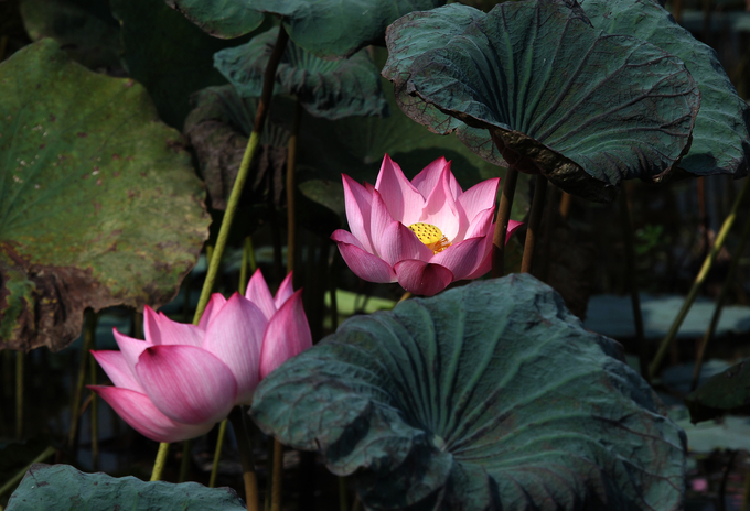 Van Hoi lotus pond