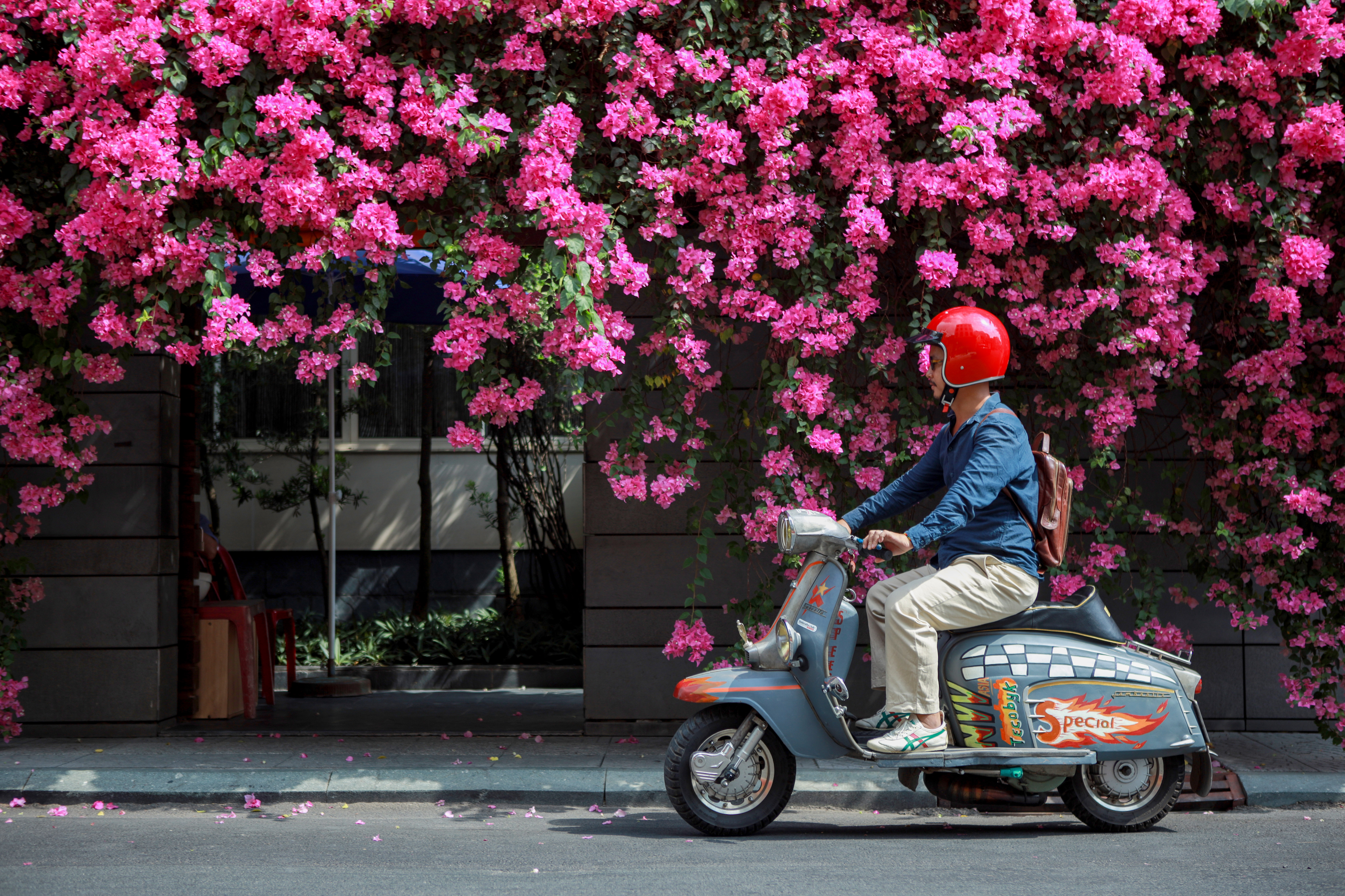 Saigon bougainvillea season